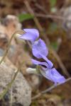 Viola riviniana