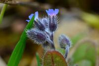 Myosotis ramosissima
