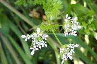 Scandix pecten-veneris