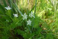 Scandix pecten-veneris