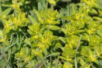 Cruciata laevipes