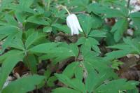 Anemone nemorosa