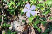 Vinca minor