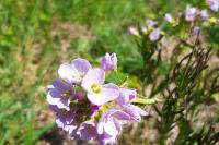 Cardamine pratensis