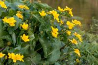 Caltha palustris