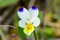 Viola arvensis