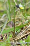 Viola arvensis