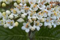 Viburnum lantana