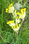 Primula veris