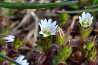 Cerastium glomeratum
