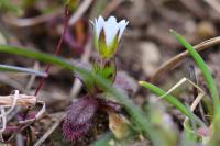 Cerastium glomeratum
