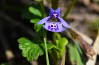 Glechoma hederacea