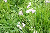 Cardamine pratensis