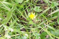 Ficaria verna