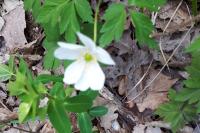 Anemone nemorosa