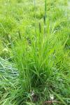 Alopecurus pratensis