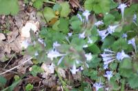 Glechoma hederacea