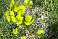 Euphorbia amygdaloides