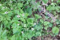 Geranium robertianum