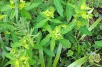 Euphorbia hyberna
