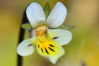 Viola arvensis