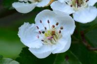 Crataegus laevigata