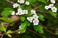 Crataegus laevigata
