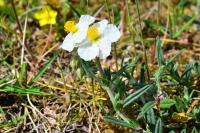 Helianthemum apenninum