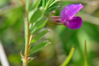 Vicia sativa