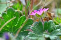 Geranium molle