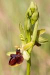Ophrys aranifera