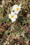 Helianthemum apenninum