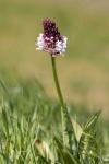 Orchis purpurea