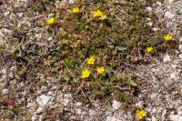 Potentilla verna