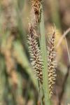 Carex flacca