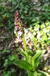 Orchis purpurea
