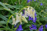 Hyacinthoides non-scripta