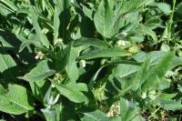 Symphytum officinale