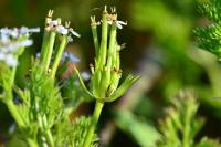 Scandix pecten-veneris