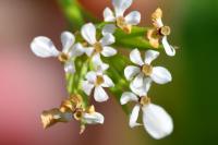 Scandix pecten-veneris