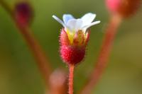 Saxifraga tridactylites