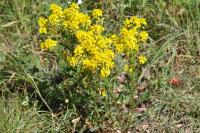 Barbarea vulgaris