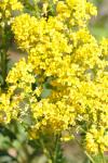 Barbarea vulgaris