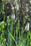 Alopecurus pratensis