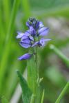 Polygala vulgaris