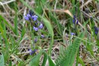 Polygala vulgaris