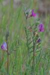 Vicia sativa