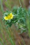 Potentilla argentea