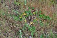 Potentilla argentea