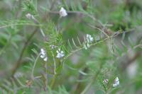 Ervilia hirsuta